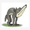 kojota
